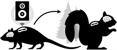 An implantable neurophysiology platform: Broadening research capabilities in free-living and non-traditional animals